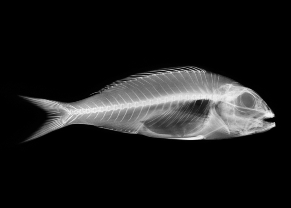 X-Ray Fish