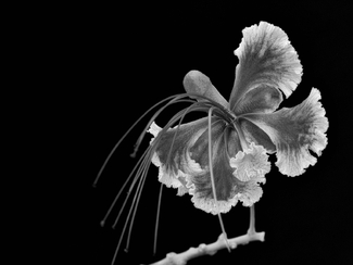 Nature's Creativity Nature's Creativity