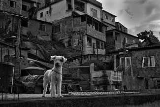 New Life in the Favela New Life in the Favela