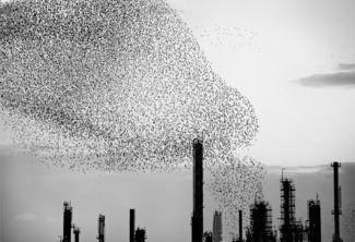 Refinery Flocks