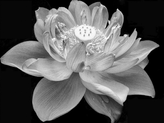 Lotus Flower