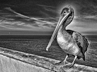 Pelican Pelican