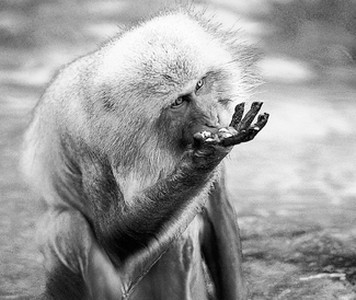 Snow Monkey's Mealtime