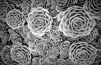 Succulents Succulents