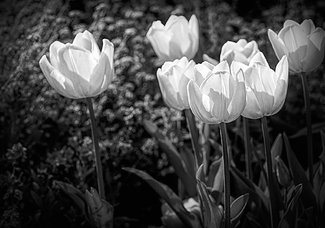 Pink Tulips Pink Tulips