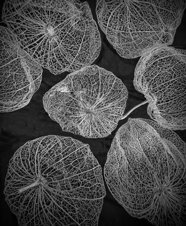 Dried Winter Cherries Dried Winter Cherries