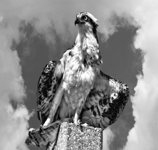 Osprey with a Fish Osprey with a Fish