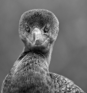 Direct Eye Contact with a Cormorant