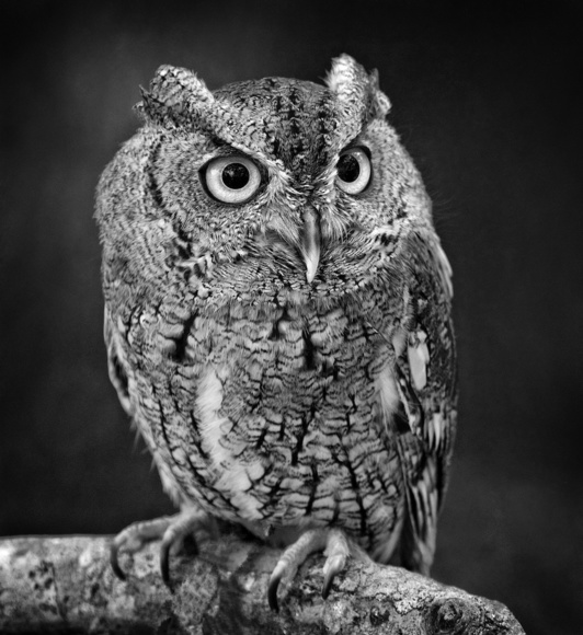 Portrait of a screech owl