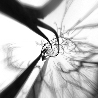 Haunted Forest Haunted Forest