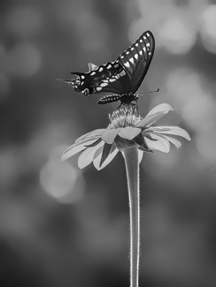 Swallow Tail Swallow Tail