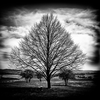 Fertilized With the Blood of Patriots Fertilized With the Blood of Patriots