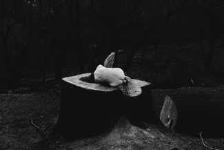 The Honoring Tree  The Honoring Tree