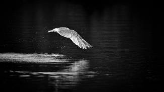 Caspian Tern - Hiding Caspian Tern - Hiding