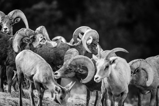 A Gentle Look in the Eye A Gentle Look in the Eye