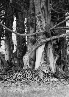 Interrupted Siesta Interrupted Siesta