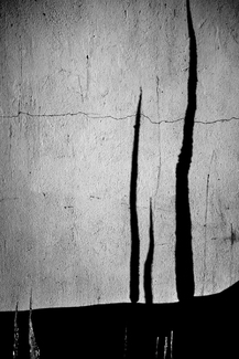 Siberian cypress  Siberian cypress