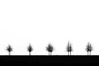 5 TREES