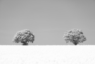 Twin Trees
