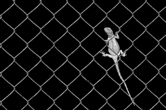 The Prisoner of Freedom The Prisoner of Freedom