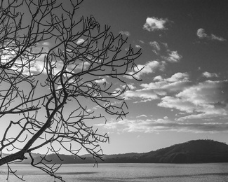 Tree at Sunrise Tree at Sunrise