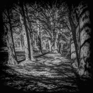 Cypress Tree Trail Cypress Tree Trail