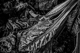 Frozen Salad Frozen Salad