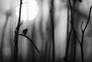 In A Phantasm Zone In A Phantasm Zone