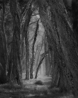 A light in the woods A light in the woods