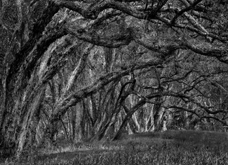 Leaning Wood Leaning Wood