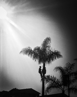 Work: Trimming Trees in Los Angeles Work: Trimming Trees in Los Angeles