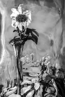 Sunflowers Sunflowers