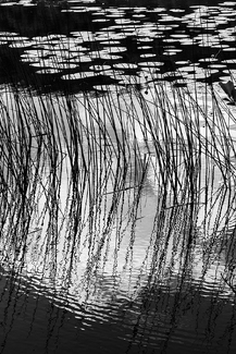 Pond Reflections Pond Reflections