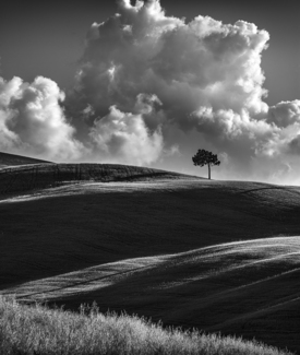 Single Tree, Tuscany Italy
