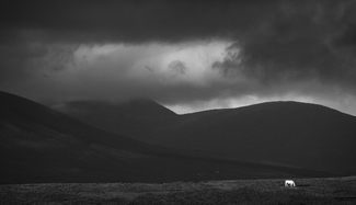 Single Horse County Mayo Ireland Single Horse County Mayo Ireland