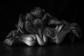 Still Life with Pak Choi Still Life with Pak Choi