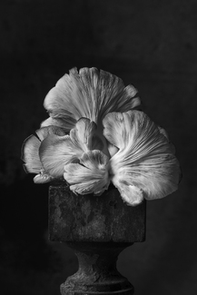 Italian Black Oyster Mushroom Italian Black Oyster Mushroom