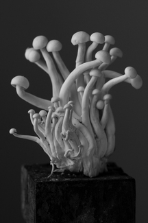 White Beech Oyster Mushroom White Beech Oyster Mushroom