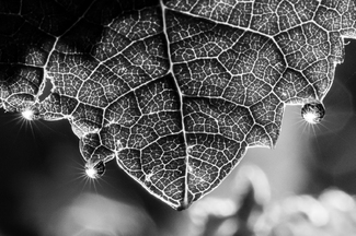 Vineyards Vineyards