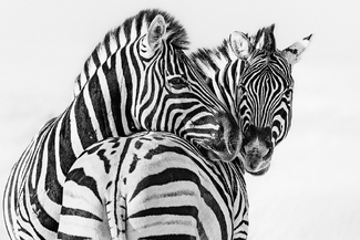 White Is The New Black White Is The New Black
