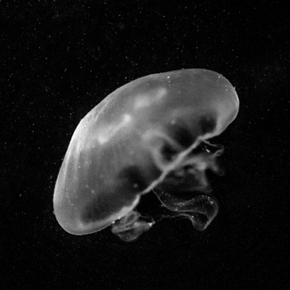 JellyBelly #3 JellyBelly #3