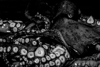 The Kraken The Kraken