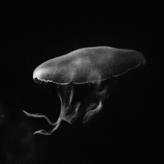 JellyBelly JellyBelly