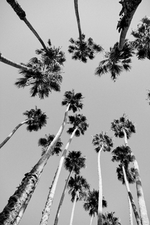 California Dreaming No. 50 California Dreaming No. 50