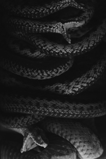 Basilisk No. 2 Basilisk No. 2