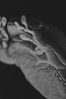 Basilisk No. 3 Basilisk No. 3