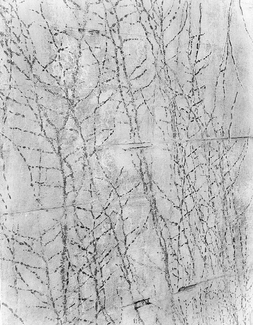Concrete Impressions Concrete Impressions