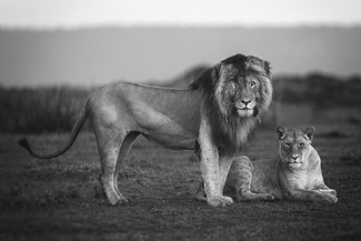 Lion Couple Lion Couple