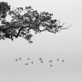 Twelve Geese Twelve Geese