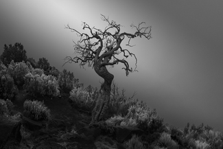 FORMER GLORY FORMER GLORY